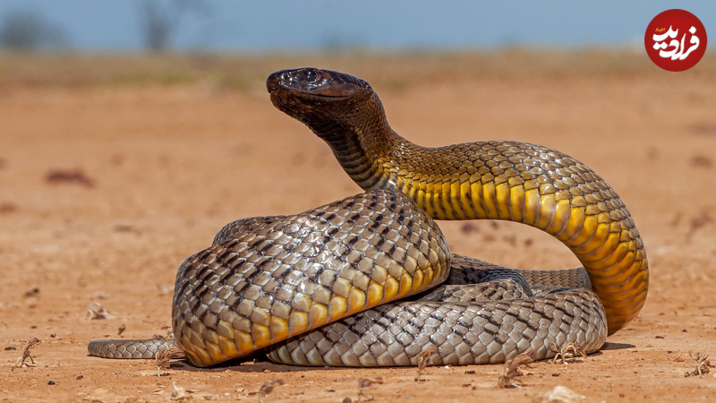 the inland taipan