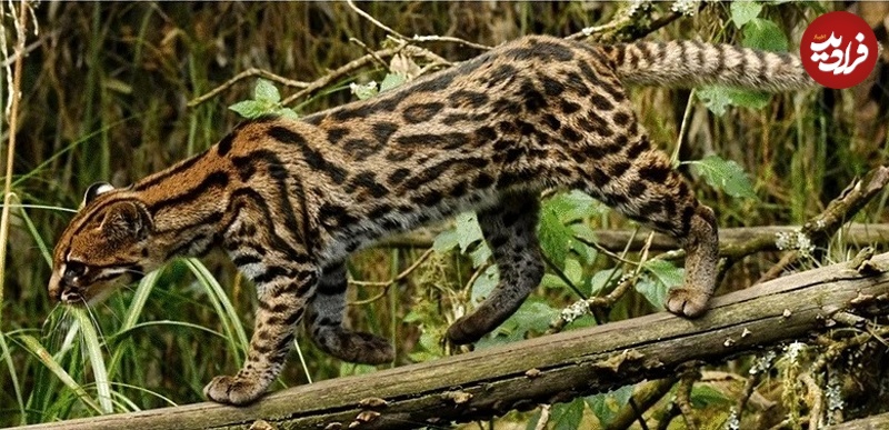 شناسایی گونه جدید و مرموز «گربه» در آمازون