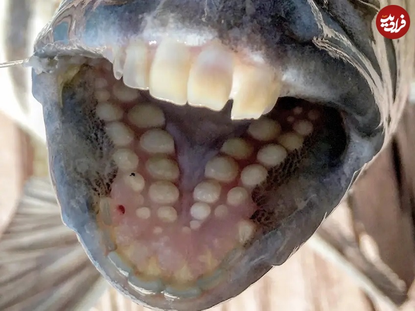 ماهی عجیبی که دندان‌هایی شبیه دندان انسان دارد!