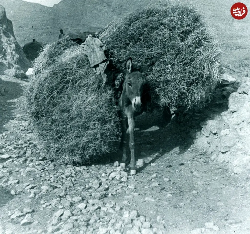 خر با بار خار
