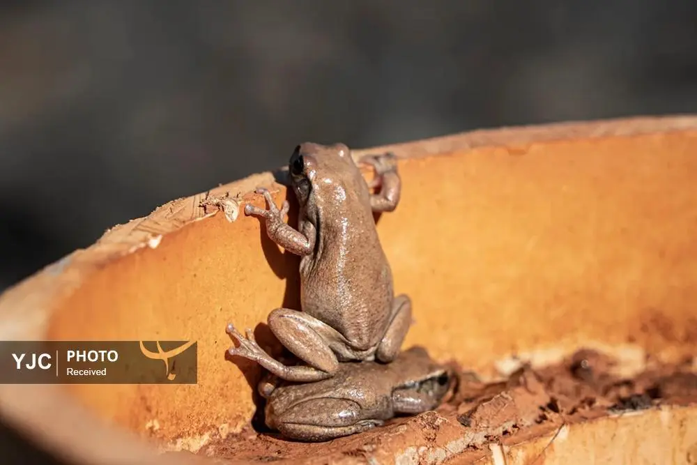 تصاویر؛ مسابقه عکاسی کمدی حیات وحش ۲۰۲۵