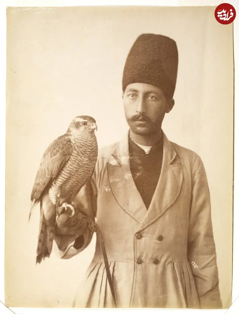 شاهین