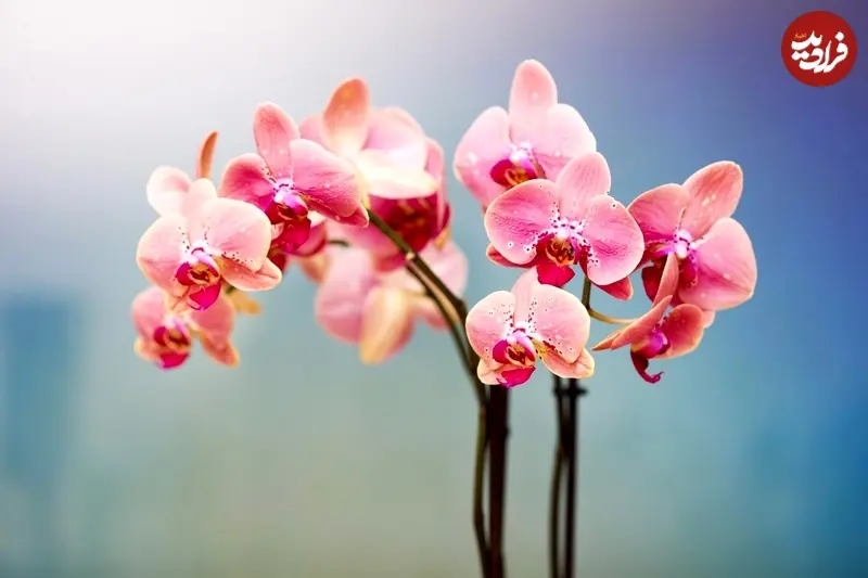 ارکیده 2