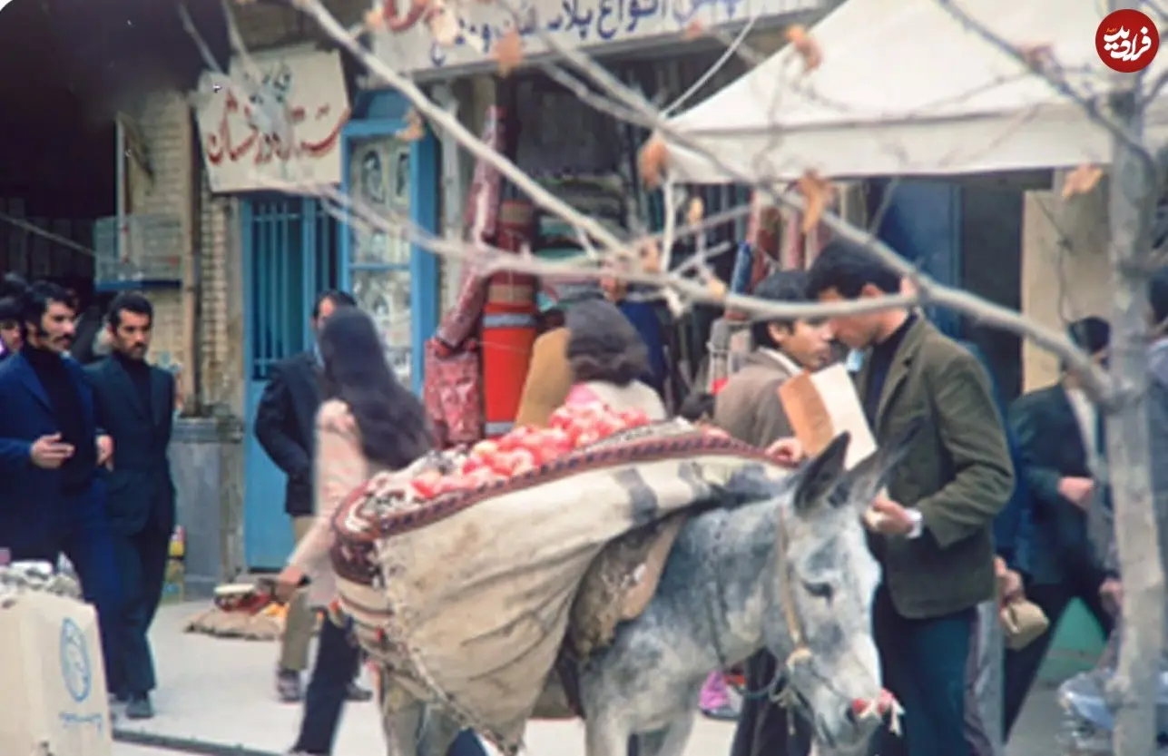 11zon_shiraz_rashk_behesht_1766307897_3792387973586002070_13921144673