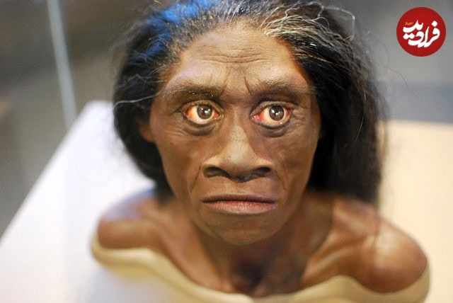 homo-floresiensis