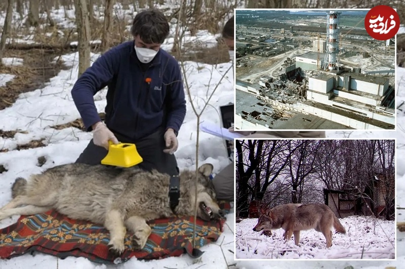 تکامل خارق‌العادۀ گرگ‌ها در  مواجهه با تشعشعات هسته ای 