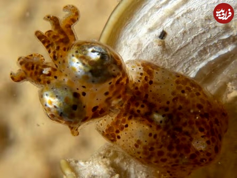 کشف جانور «رزمی‌کار» در آب‌های ساحلی ژاپن