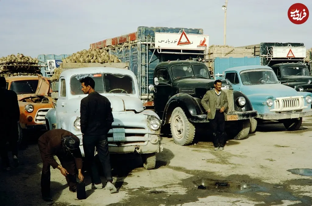 چغندر اصفهان 46