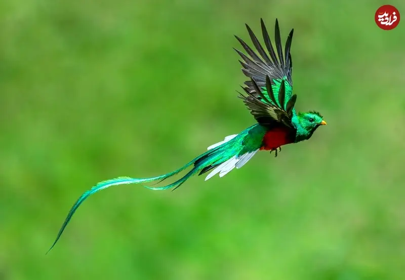 درازدامن درخشان