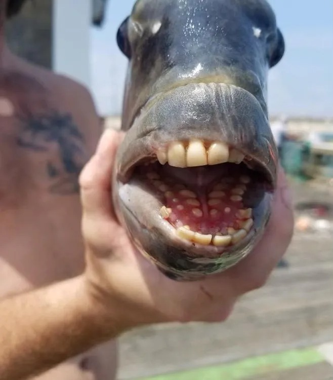 54