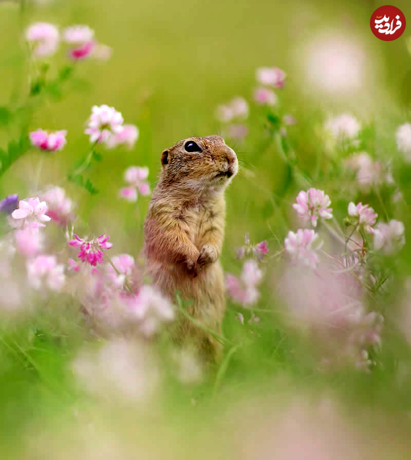 adorable-squirrels-with-flowers-julian-rad-11