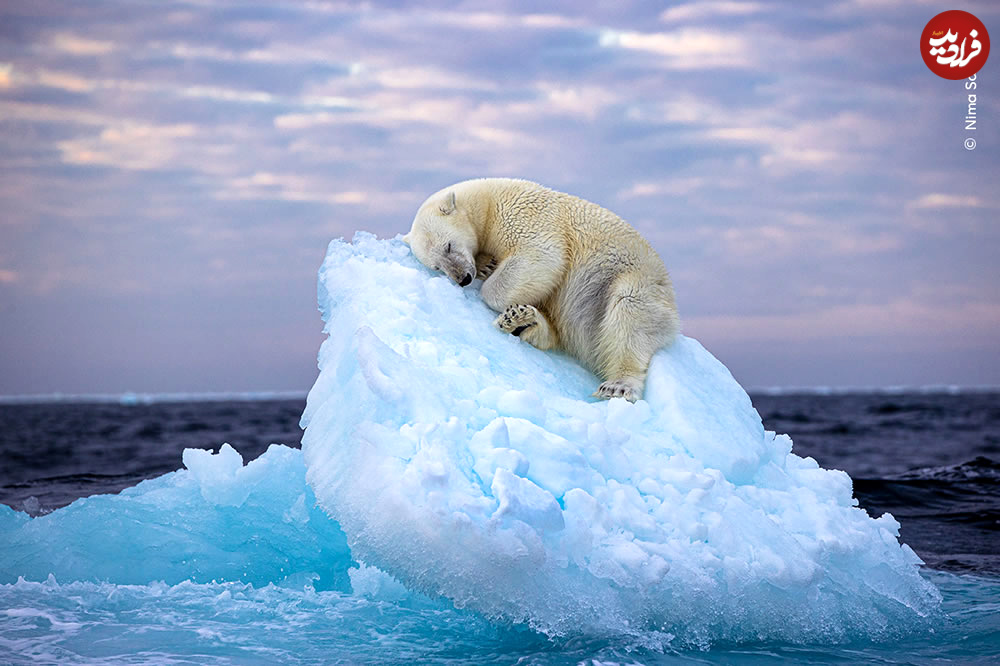 wildlife-photographer-people-choice-awards-11