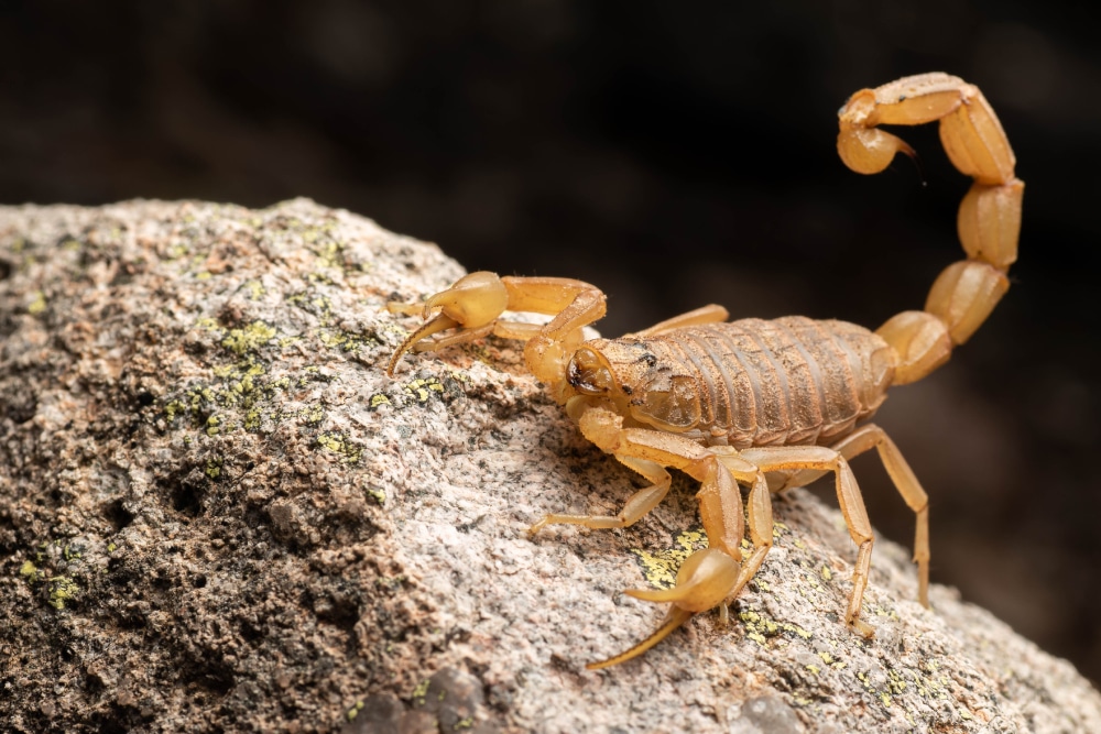 close-up-of-arizona-bark-scorpion