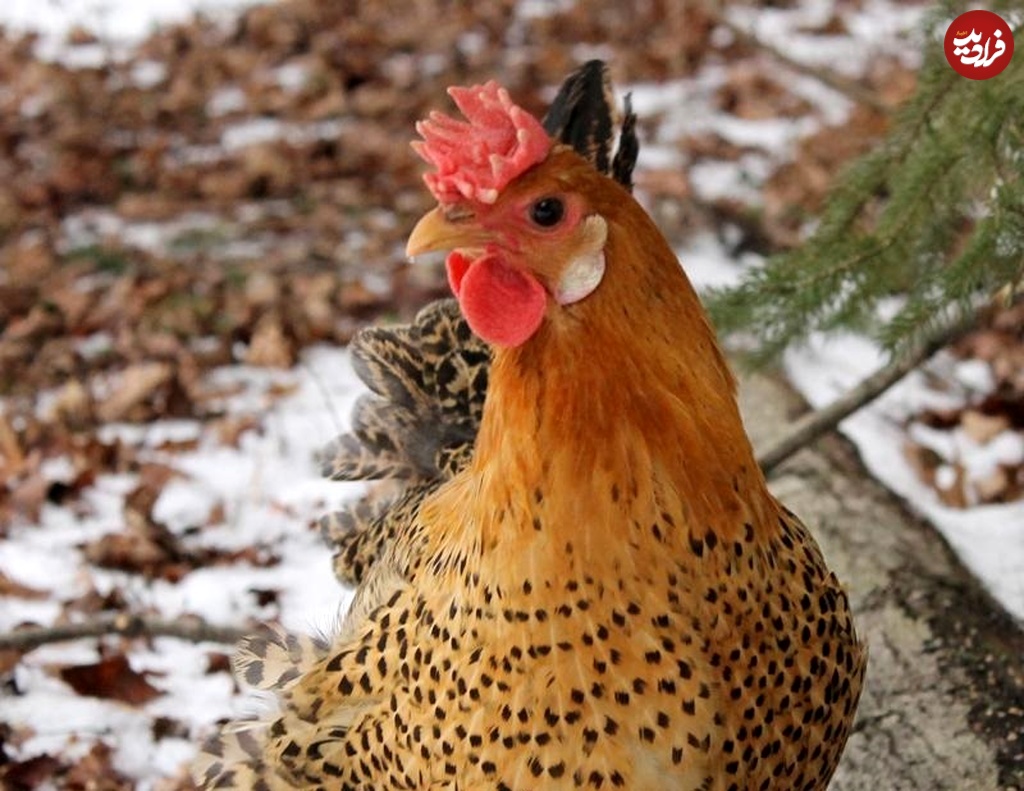 McMurrayHatchery-Buttercup-Hen-Comb-Closeup