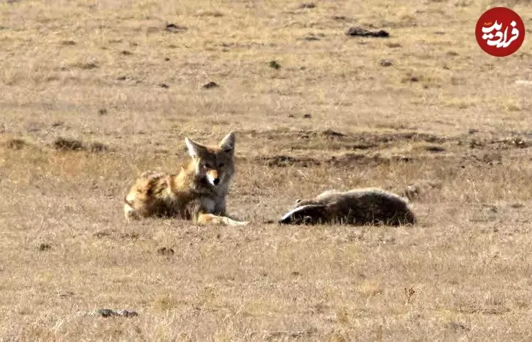 __opt__aboutcom__coeus__resources__content_migration__mnn__images__2016__11__coyote-and-badger-3-78484e2f63c1481ba49a7cbf9f89e120_11zon