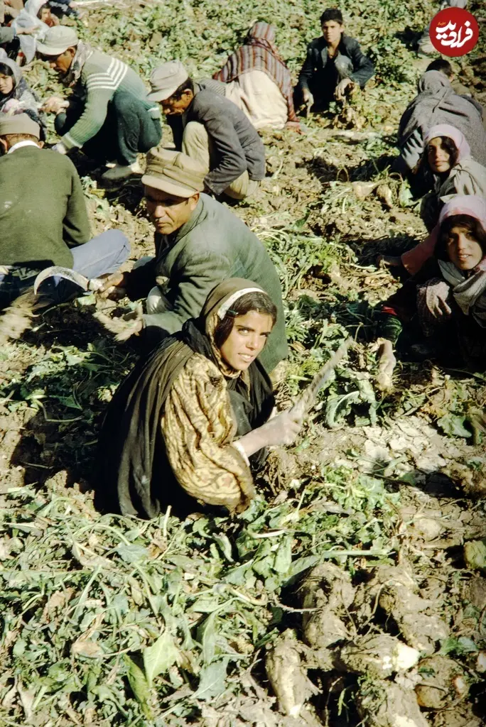 چغندر اصفهان