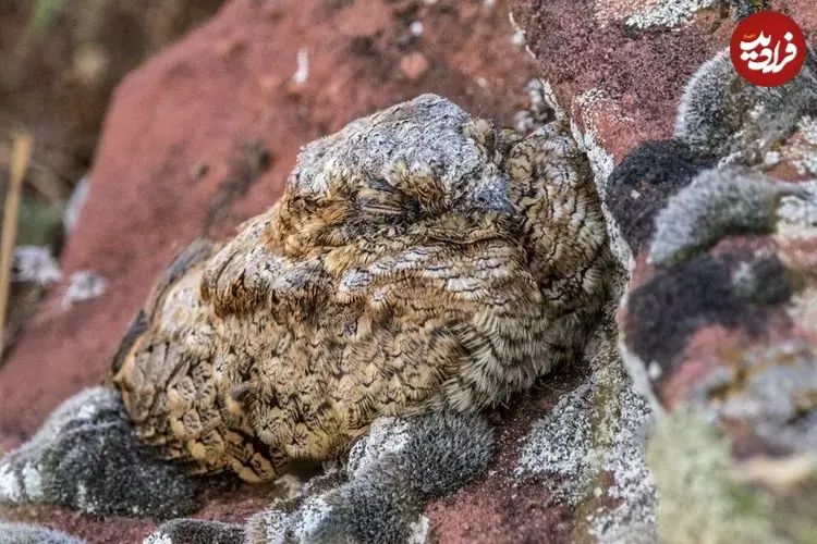 __opt__aboutcom__coeus__resources__content_migration__mnn__images__2019__03__common_poorwill_bird-85331beb7abb423eadef55e263c758fd_11zon