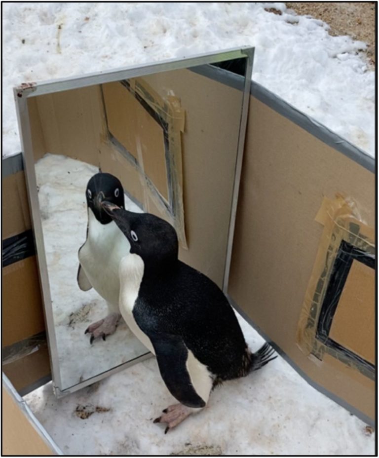 واکنش عجیب و جالب پنگوئن‌ها در مقابل آینه