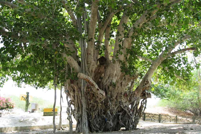 از تک‌ درخت‌‌های مشهور ایران چه می‌دانید؟