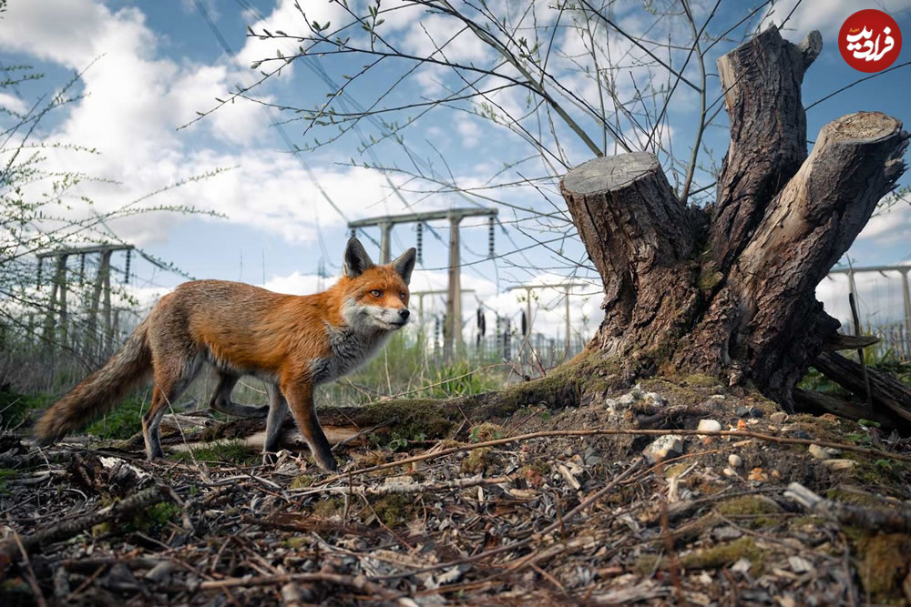 british-wildlife-photographer-of-the-year-winners-01