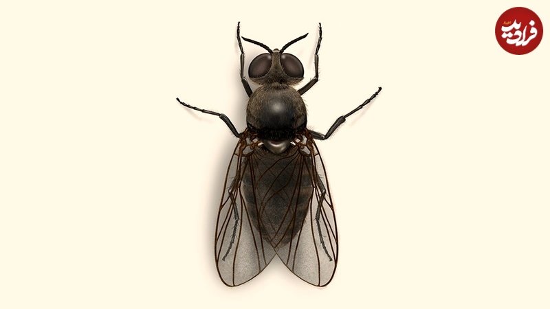 black fly