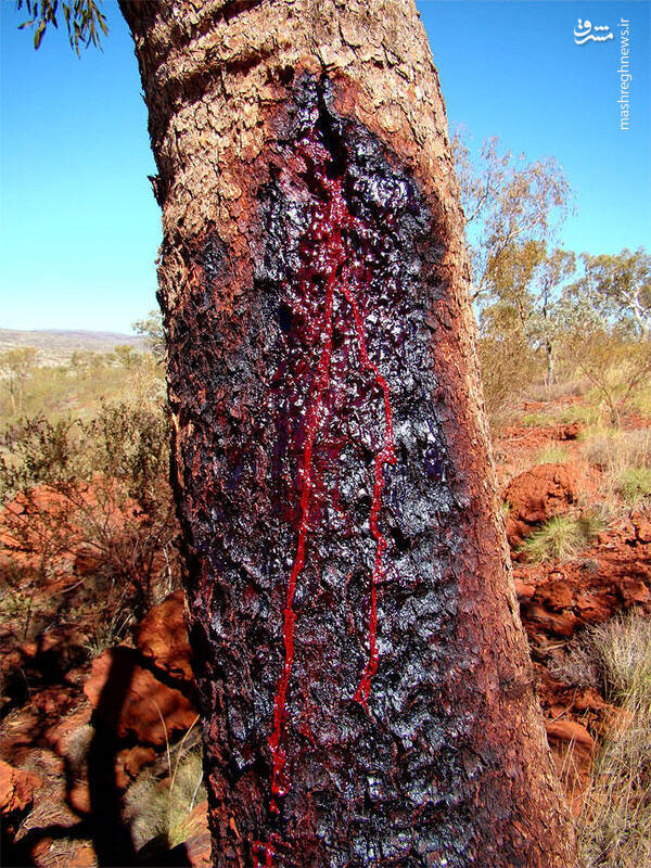 تصاویر عجیب درختی که از تنه‌اش خون می‌چکد!