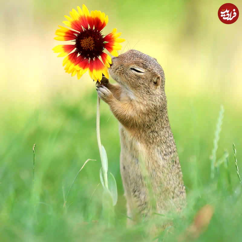 adorable-squirrels-with-flowers-julian-rad-02