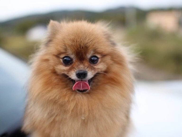 pros-and-cons-of-owning-a-pomeranian-768x576