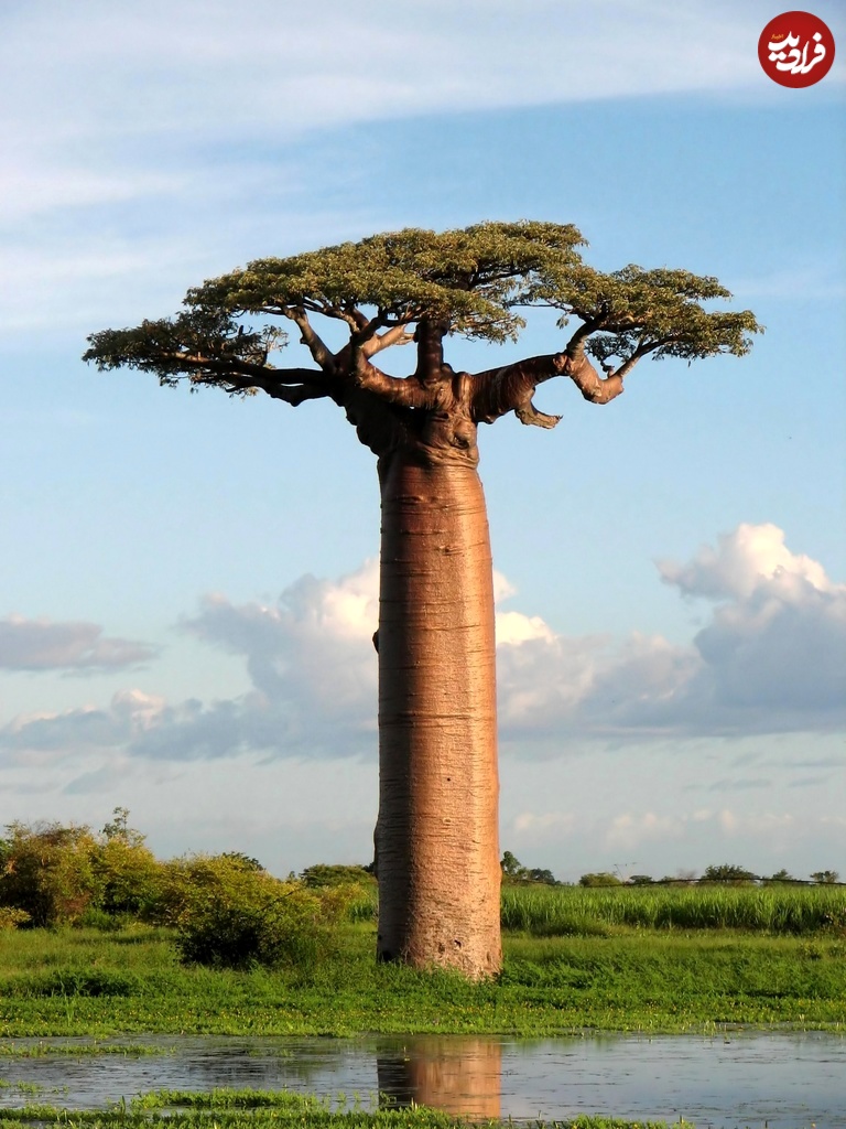 این درخت شگفت‌انگیز چگونه به آفریقا زندگی می‌بخشد؟