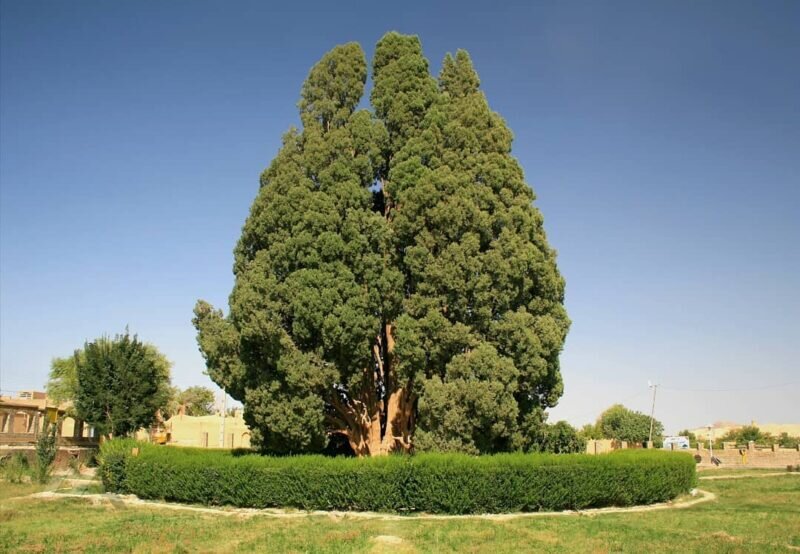 از تک‌ درخت‌‌های مشهور ایران چه می‌دانید؟