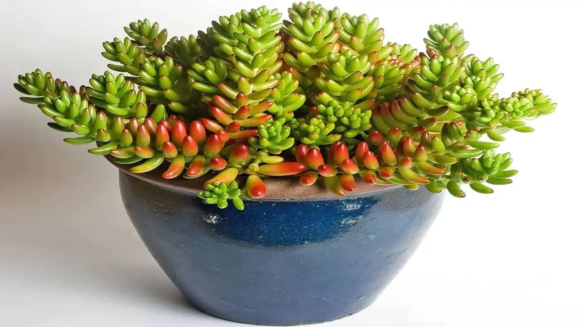 کاشت و نگهداری گیاه سدوم