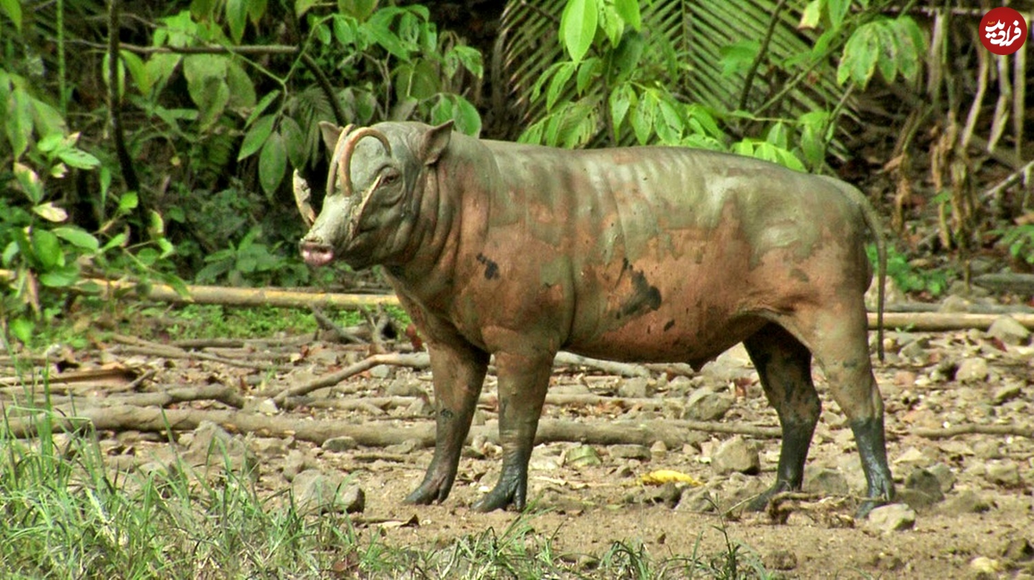 babirusa-hirscheber-106~_v-img__16__9__xl_-d31c35f8186ebeb80b0cd843a7c267a0e0c81647