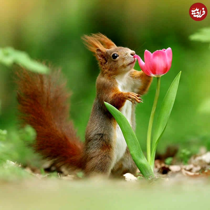 adorable-squirrels-with-flowers-julian-rad-04