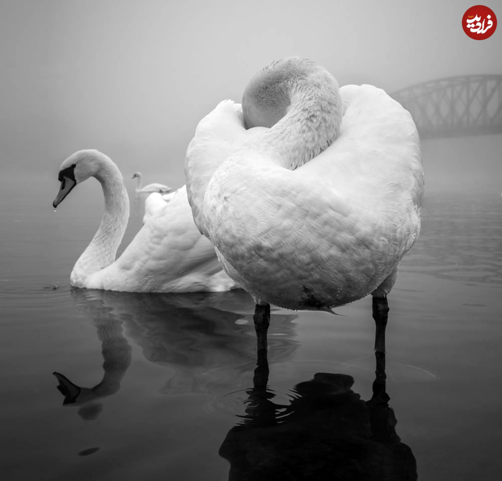 wildlife-fine-art-photography-awards-01