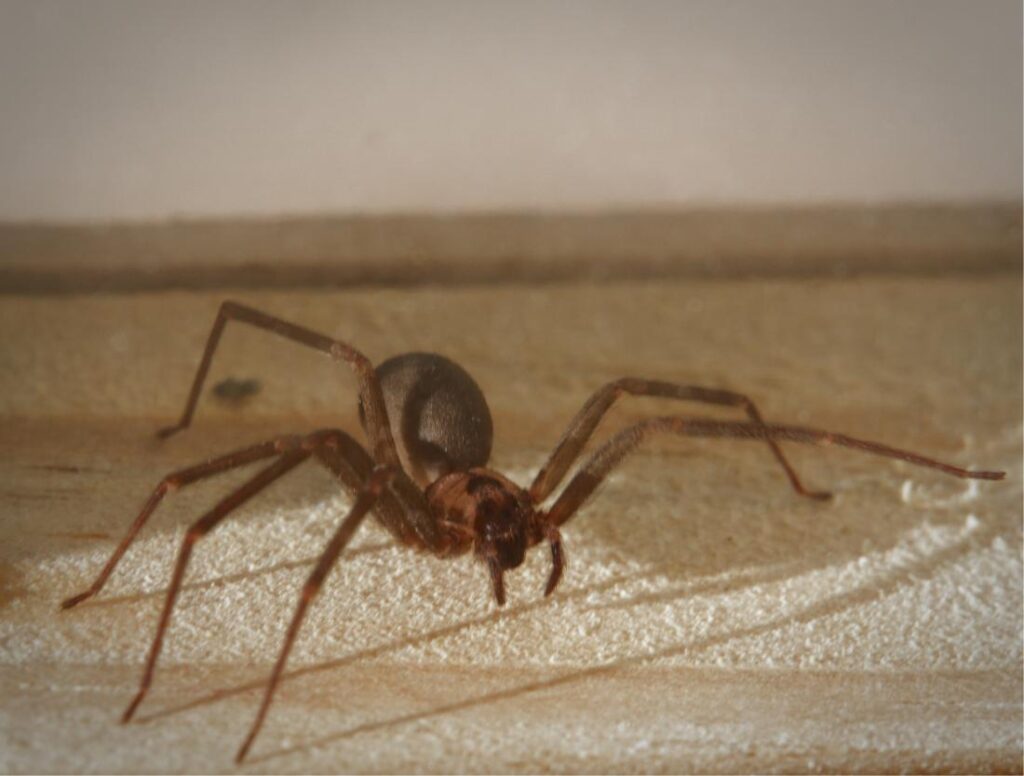 brown-recluse-spider-1024x776