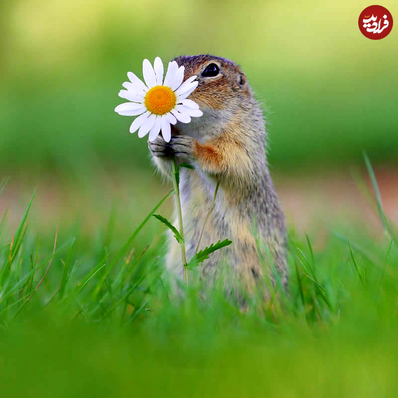 adorable-squirrels-with-flowers-julian-rad-12