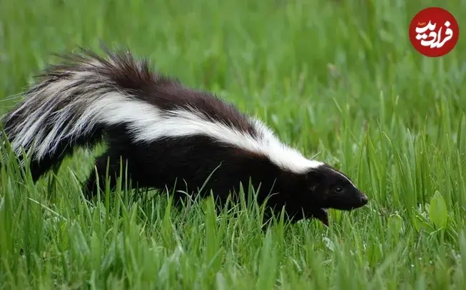 __opt__aboutcom__coeus__resources__content_migration__mnn__images__2016__03__SkunkWalksThroughGrass-edc91357f3f24c39802d068ff96f6f9e_11zon