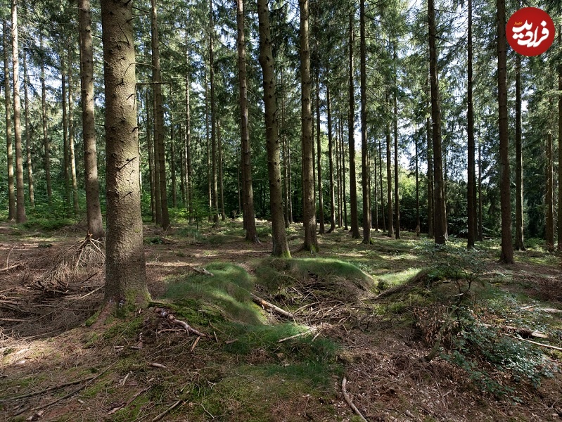 پهپادها آثار جنگ جهانی دوم را در دل جنگل پیدا کردند