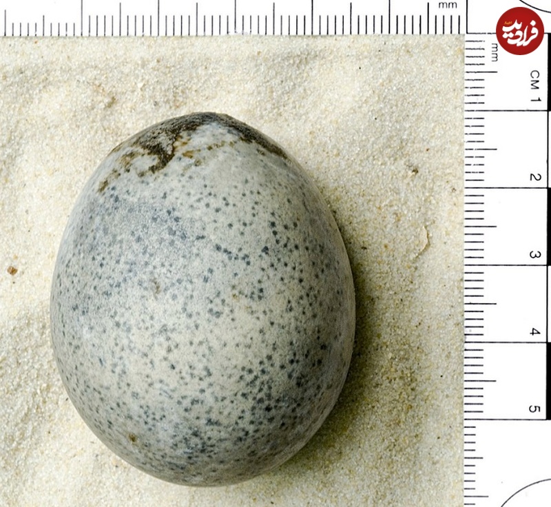 یک «تخم‌مرغ سالم» با قدمت 1600 سال کشف شد!