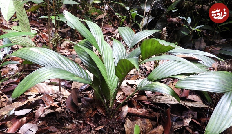 Pinanga subterranea
