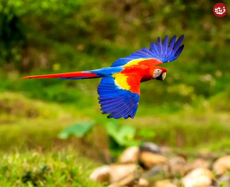 مکائوی سرخ فام 