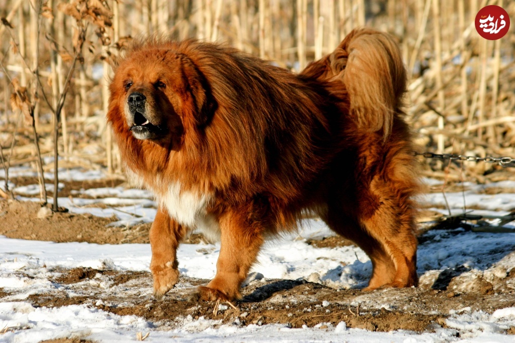 tibetanmastiff_23965967495816853