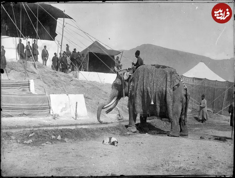 فیل