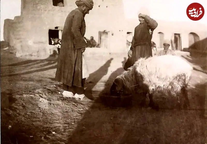 قوچ جنگی