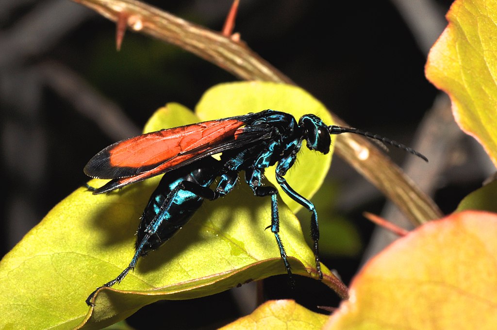 1024px-Tarantula_Hawk_Pepsis_sp._14530922546