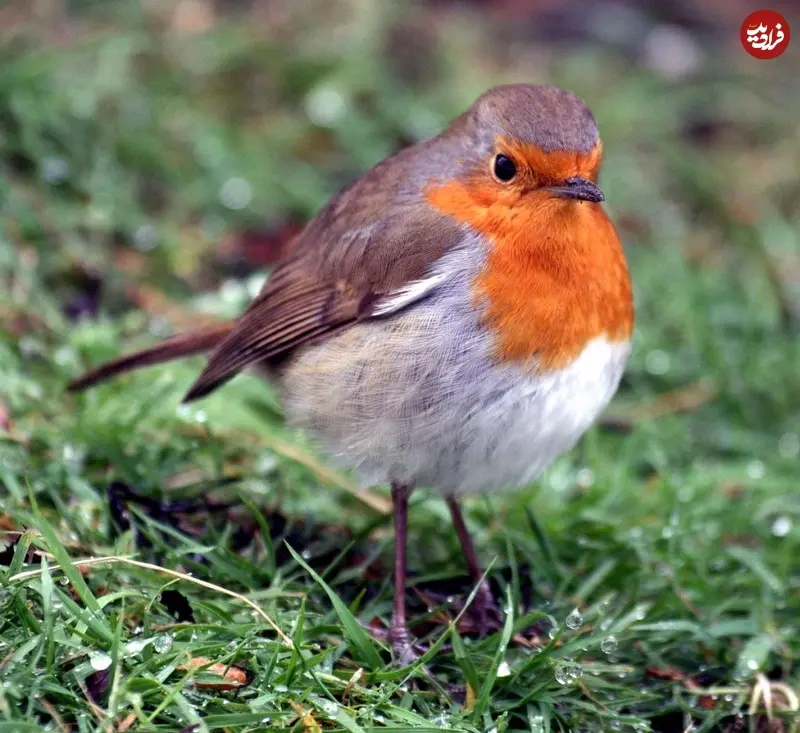 robin-plogger-ir-2-1024x938