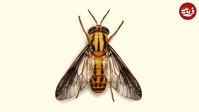 deer fly