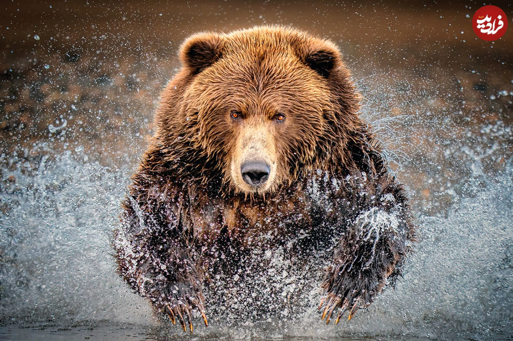 wildlife-amateur-photography-awards-08
