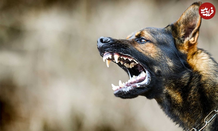 aggressive-dog-shows-dangerous-teeth-german-sheperd-attack-head-picture-id1222256422