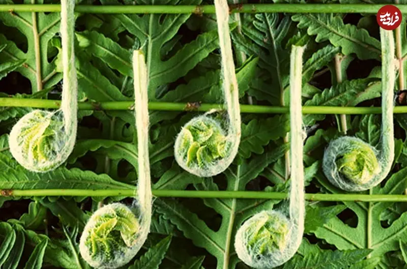 Screenshot 2026-03-08 081520